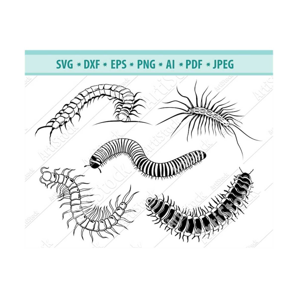 MR-12102023182019-scolopendra-svg-file-scolopendra-clipart-arthropod-insects-image-1.jpg