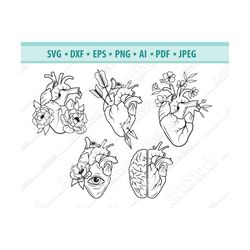 heart svg file, anatomical heart svg, human heart svg , anatomy svg, floral heart svg, human heart clipart, svg cut file