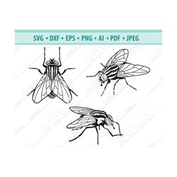 house fly svg, insect svg, fly svg, fly clipart, flying insect svg, beetle svg, biting fly svg, flies svg, fly cut files