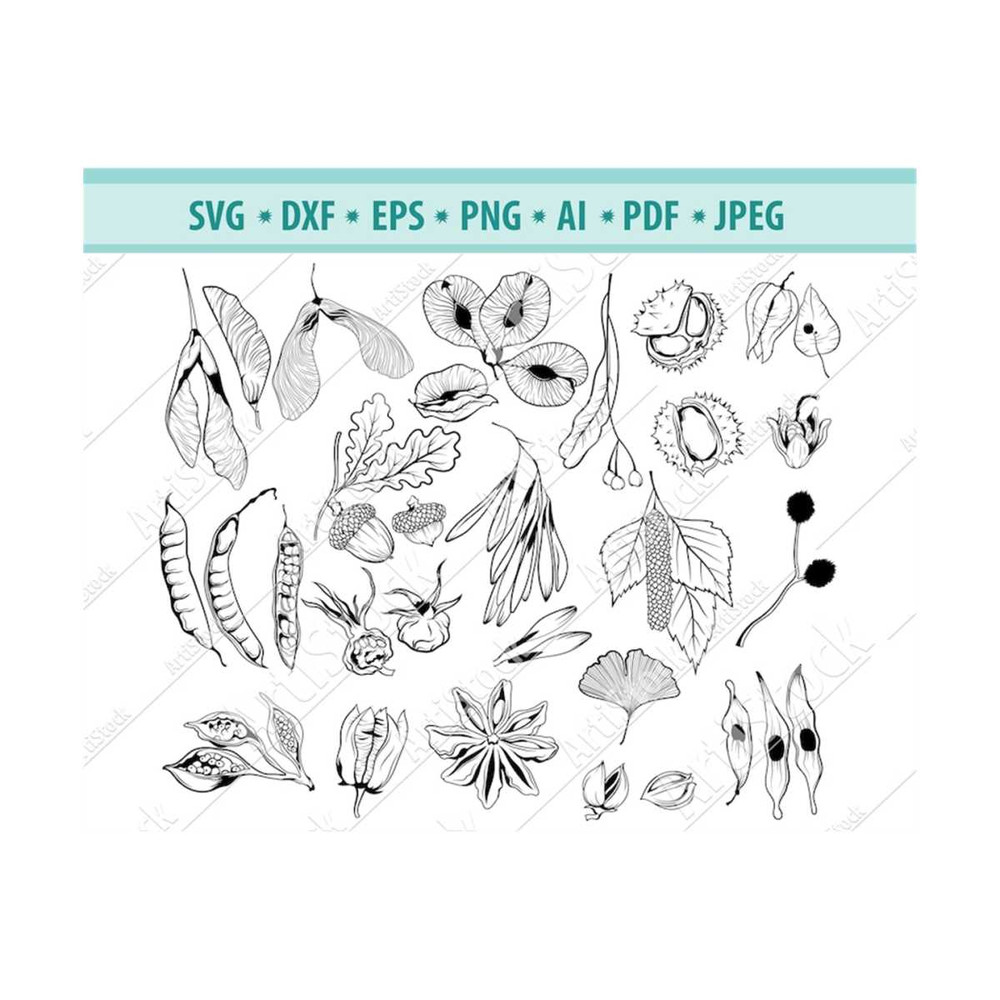 MR-12102023201220-tree-fruits-svg-tree-seeds-svg-botanical-svg-nature-botany-image-1.jpg