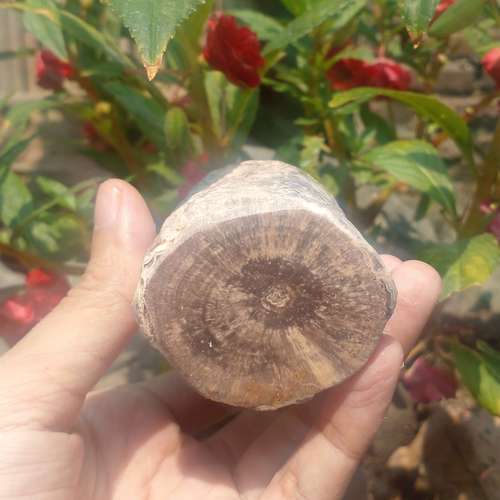 Petrified wood beauty smal log 180g