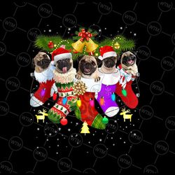 santa pugs in christmas socks png, funny xmas dog lover png, pug mom png, christmas pug, pug in santa hat, christmas shi