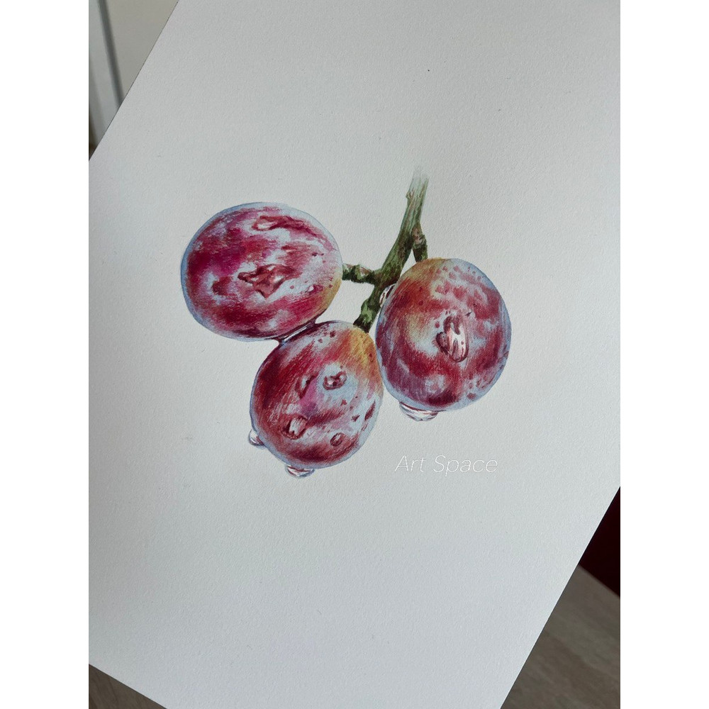 art-grapes-berries-plant-botanical illustration-drawing-plant watercolor- watercolor illustration- 15.jpeg