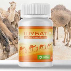 Shubat symbiotic dry camel milk probiotic product in capsules, 60 caps.