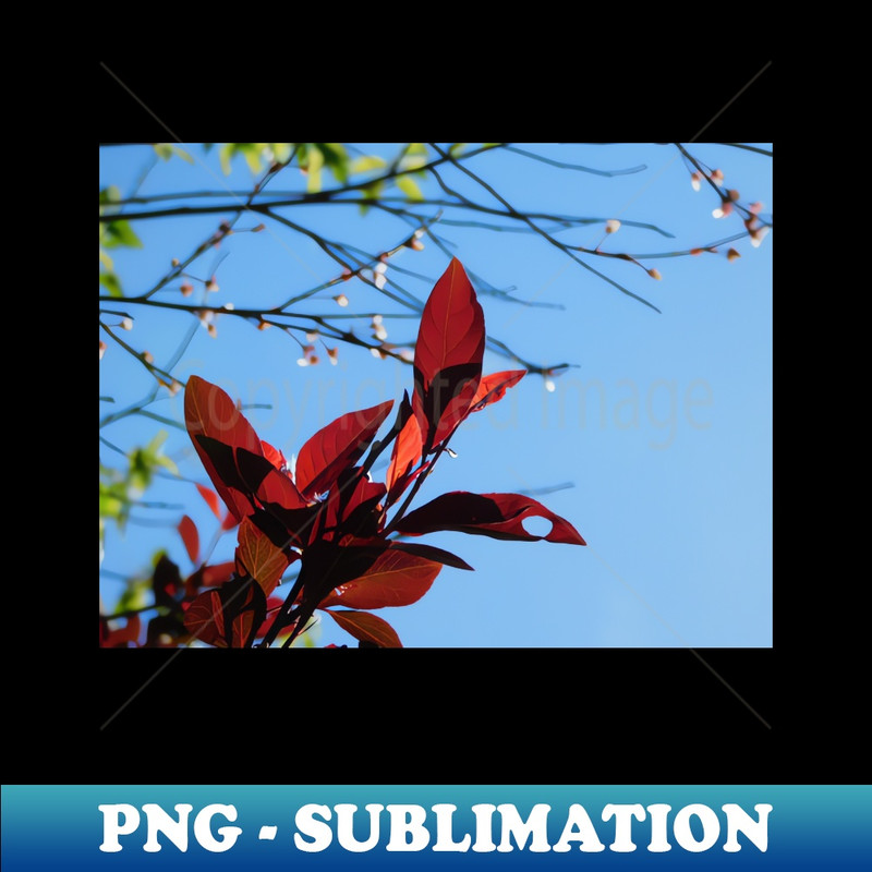 DZ-20231024-10698_Vibrant Red Leaves 8404.jpg