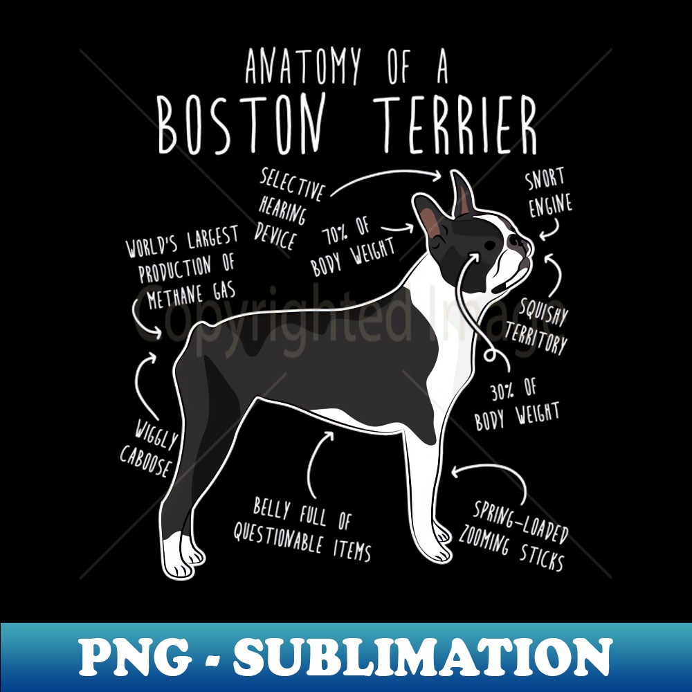 EC-20231024-1591_Boston Terrier Dog Anatomy 6736.jpg