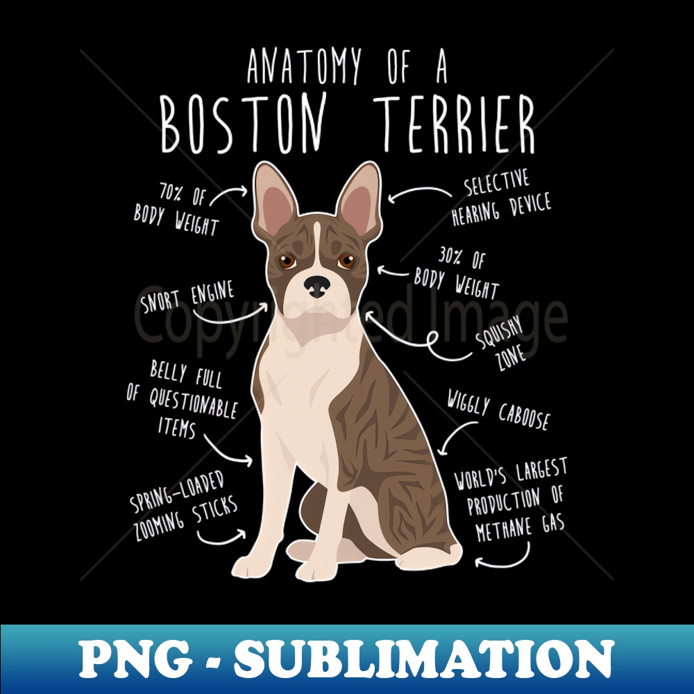 JX-20231024-1679_Brindle Boston Terrier Dog Anatomy 2300.jpg