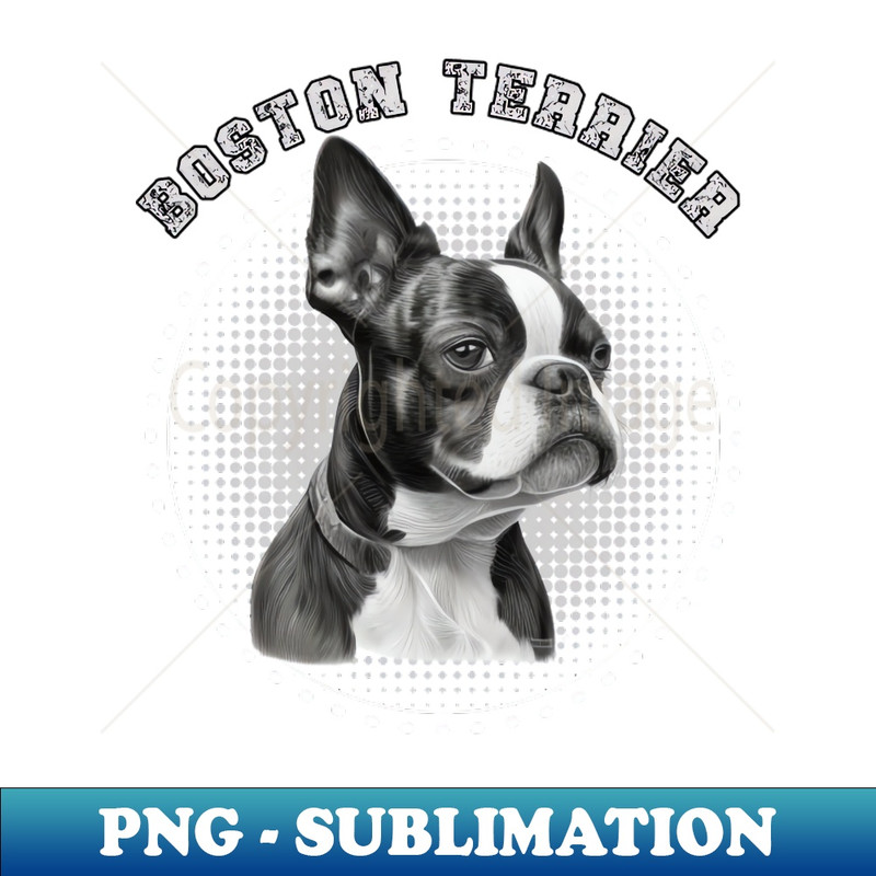 NK-20231024-273_Adorable Boston terrier 9930.jpg