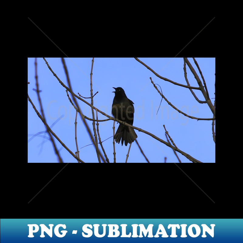 UR-20231025-1918_Common Grackle Perched On A Tree Branch 7003.jpg