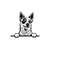 2610202381948-peeking-red-heeler-svg-peeking-red-heeler-clipart-peeking-image-1.jpg