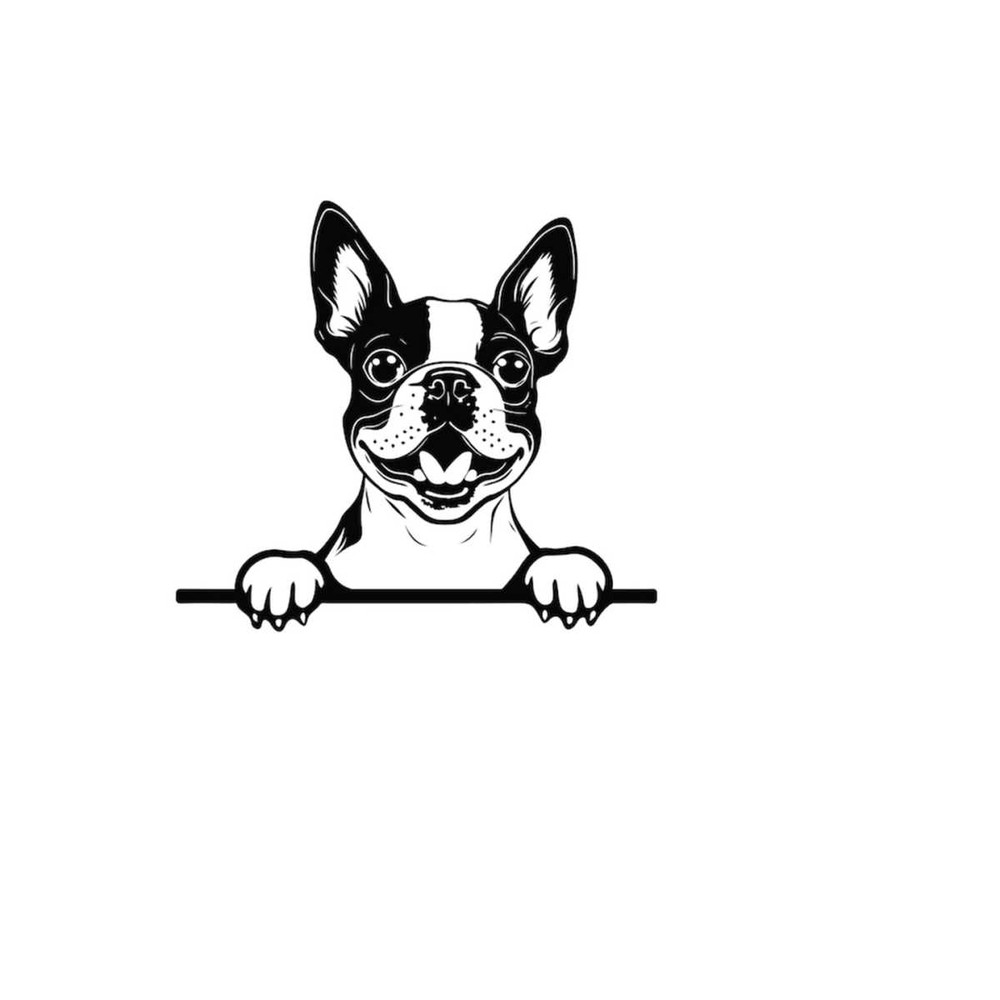 261020238221-peeking-boston-terrier-svg-peeking-boston-terrier-clipart-image-1.jpg
