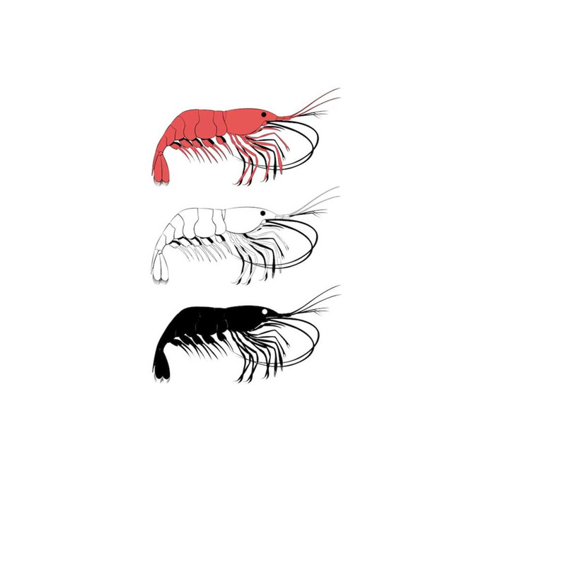 2610202385159-shrimp-shrimp-svg-svg-files-prawn-svg-clip-art-svg-image-1.jpg
