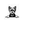 261020238587-peeking-yorkshire-terrier-svg-peeking-yorkshire-terrier-svg-image-1.jpg