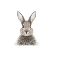 rabbit png, clipart png, easter rabbit png, bunny sublimation, rabbit clipart, spring png, bunny png, spring sublimation.