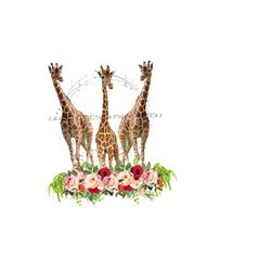 giraffe png image, giraffe clipart, zoo animal png file, clear waterslide, three giraffe clipart, png digital file, sublimation clipart