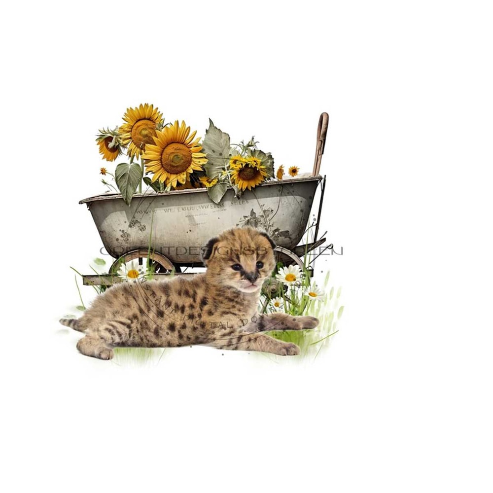 26102023114345-leopard-cub-sublimation-png-rustic-wheelbarrow-sunflowers-image-1.jpg