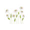 MR-27102023103714-daisy-flowers-machine-embroidery-design-4-sizes-instant-image-1.jpg