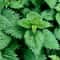 nettle.jpg