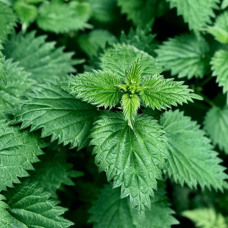 nettle.jpg