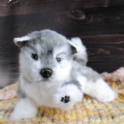 realistic toy Husky puppy pet portrait