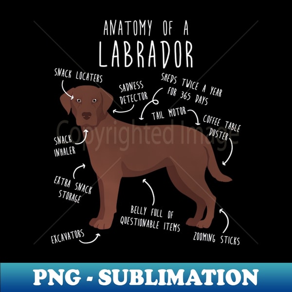 Chocolate Labrador Retriever Dog Anatomy - Special Edition S | Inspire ...