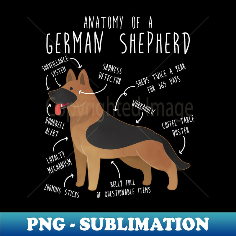 OY-20231101-9408_German Shepherd Dog Anatomy 2860.jpg