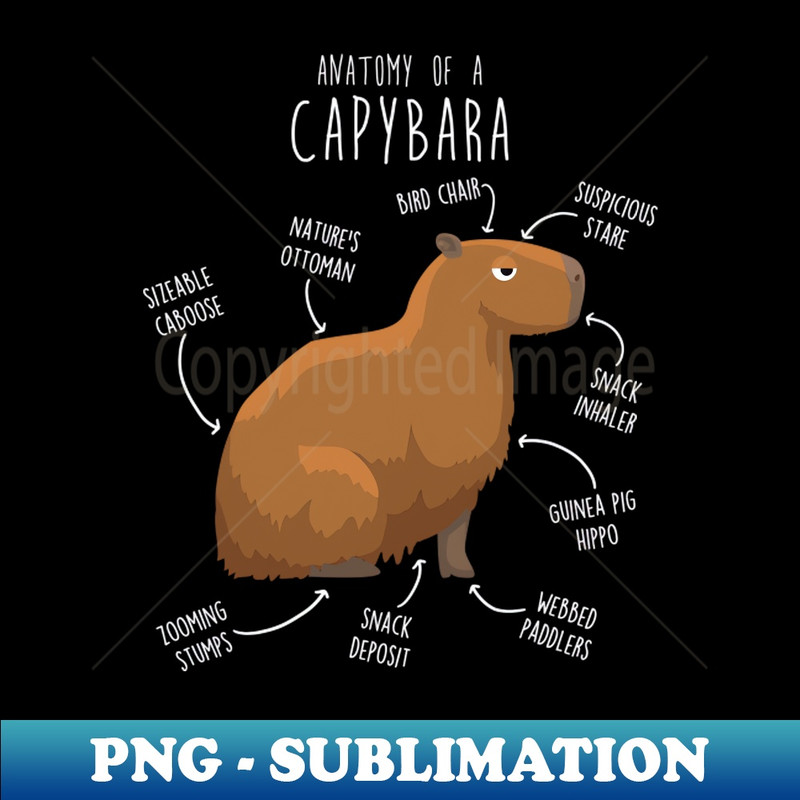 PC-20231101-3584_Capybara Anatomy 2374.jpg