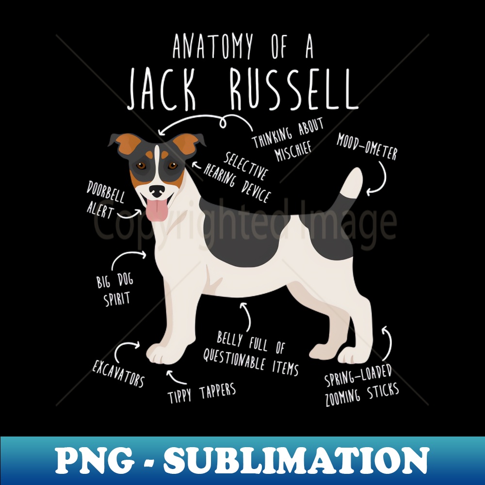 PF-20231101-13319_Jack Russell Terrier Dog Anatomy 3654.jpg