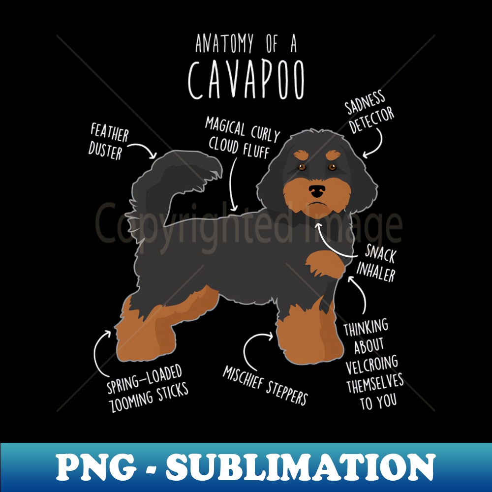 PQ-20231101-2519_Black and Tan Cavapoo Dog Anatomy 1646.jpg