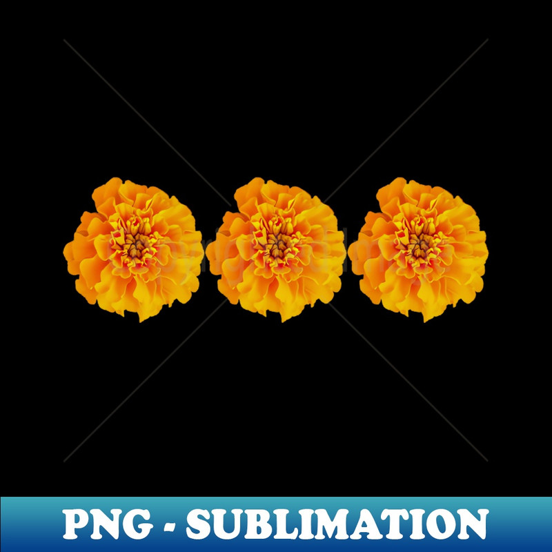 QC-20231101-24947_Three Orange Marigolds Floral Photo 9474.jpg