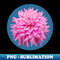 QD-20231101-11202_Hot Pink Ball Dahlia Blue Circle Flower 5467.jpg