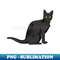RH-20231101-2537_black cat 6498.jpg