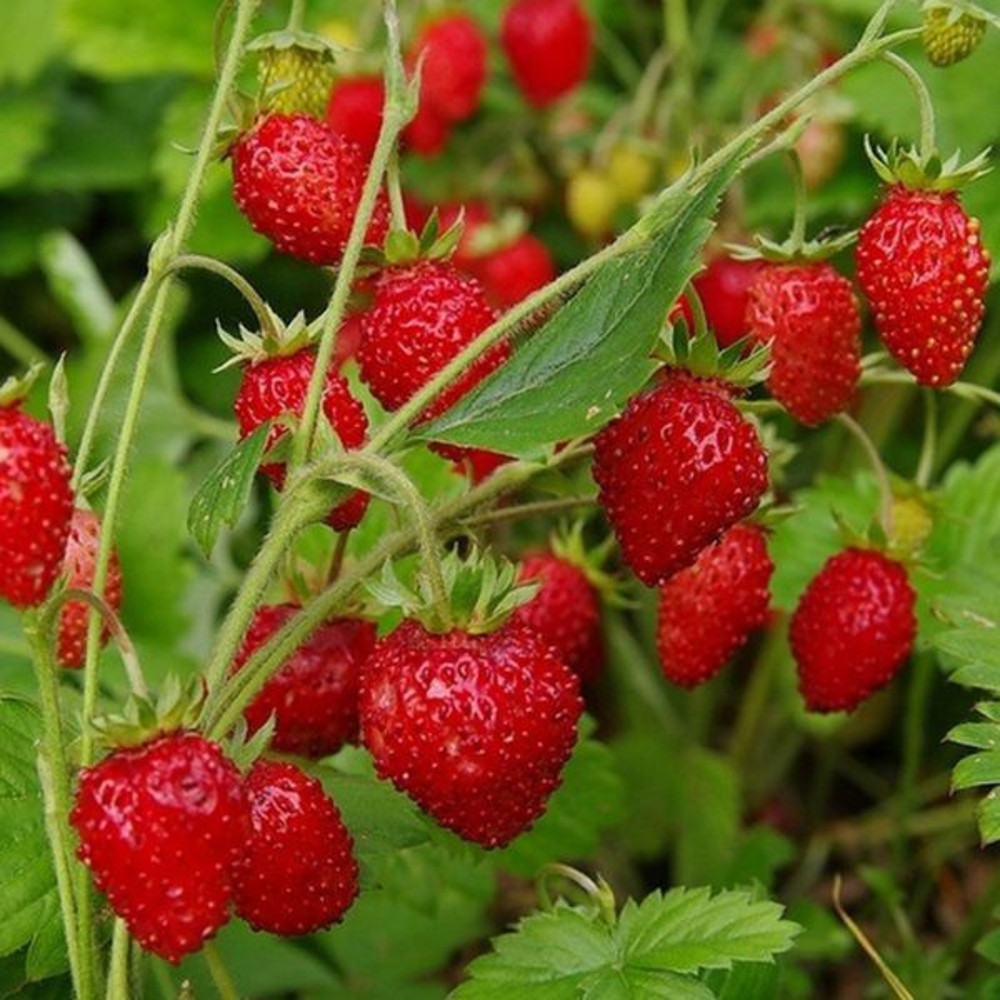 strawberry.jpg