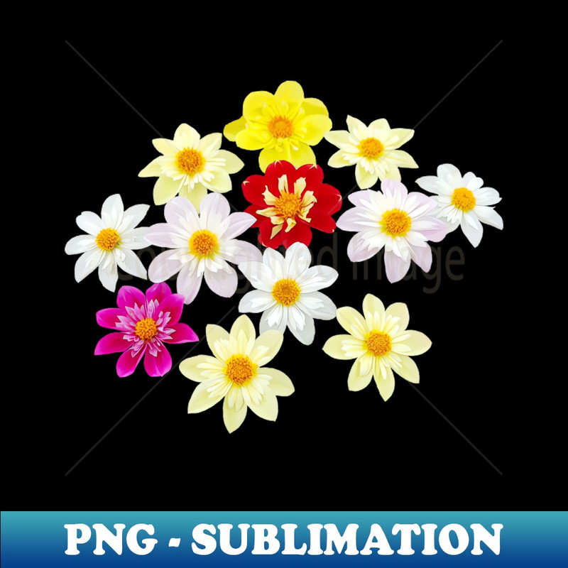 WD-20231101-4600_Collarette Dahlias Floral Photo Cutout 6553.jpg