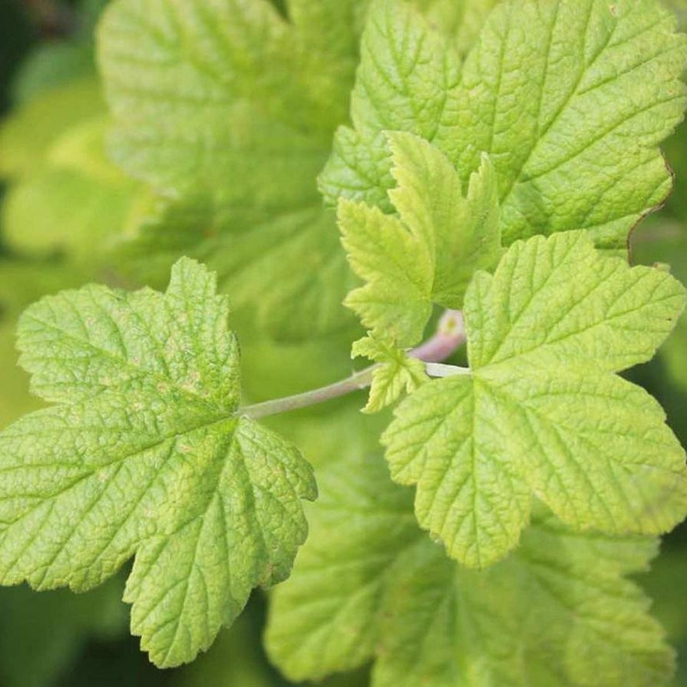 currant.jpg