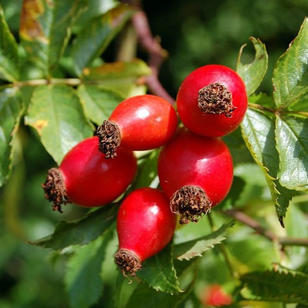 rosehip.jpg