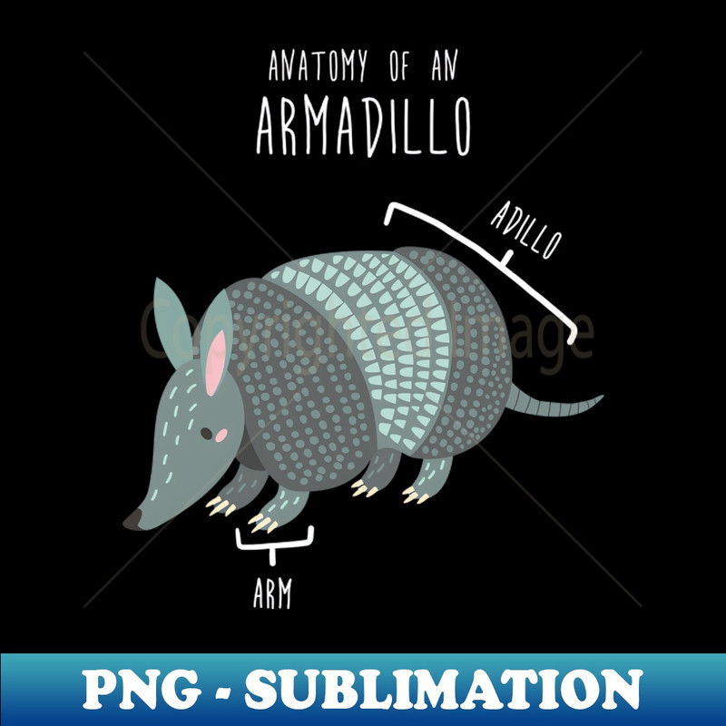 XB-20231101-1261_Armadillo Animal Anatomy 2897.jpg