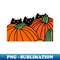 XD-20231101-8630_Funny Cats and Pumpkins at Halloween 5011.jpg