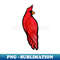XL-20231101-20283_Red Cardinal 9582.jpg