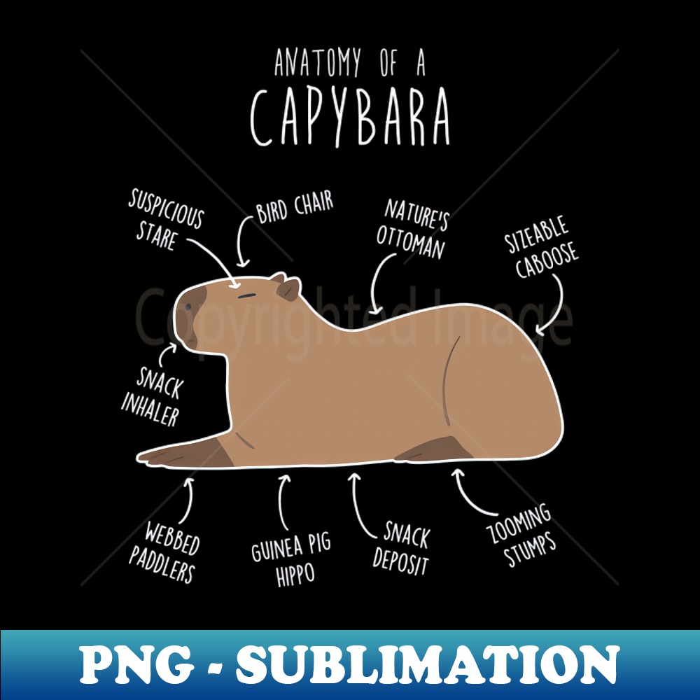 YT-20231101-3586_Capybara Anatomy 8038.jpg