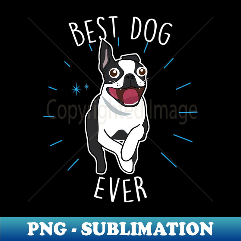 ZJ-20231101-2928_Boston Terrier Best Dog 3393.jpg