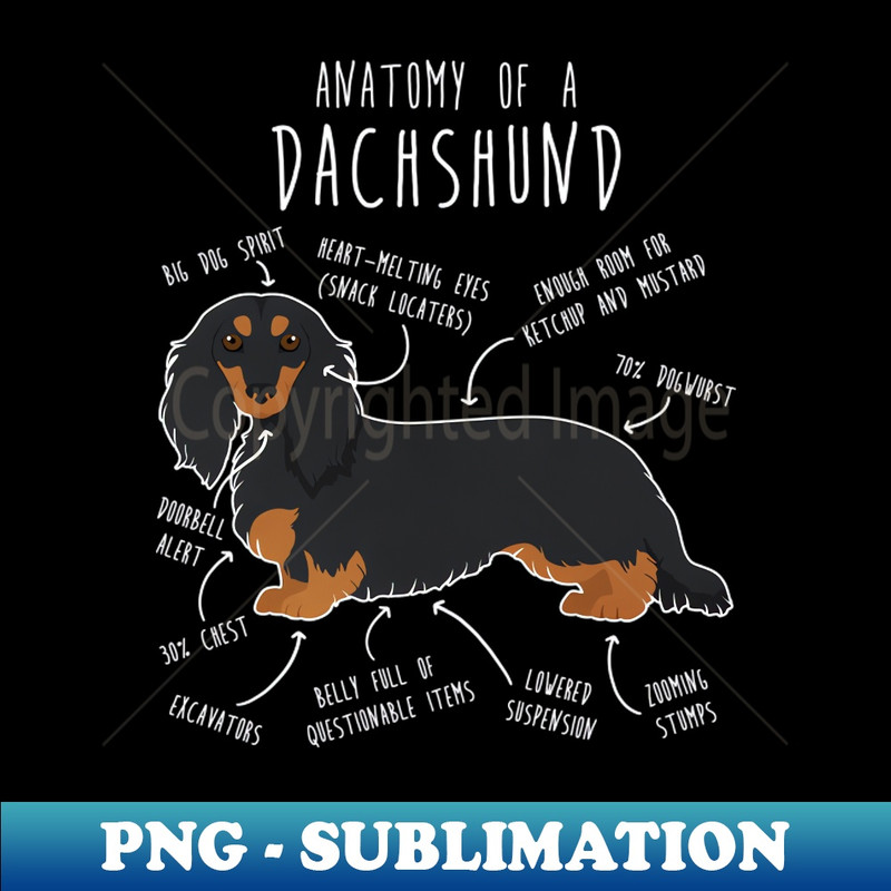 ZV-20231101-2522_Black and Tan Longhaired Dachshund Dog Anatomy 7133.jpg