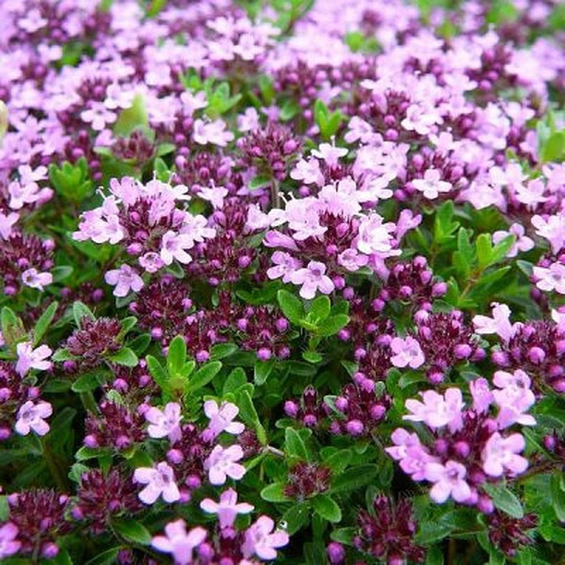 thyme.jpg