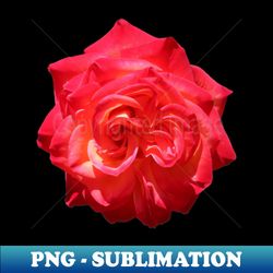 Flaming Red Rose Photograph - Artistic Sublimation Digital File - Stunning Sublimation Graphics