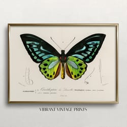 butterfly wall art vintage wall art vintage butterfly print green butterfly art antique print digital download prin