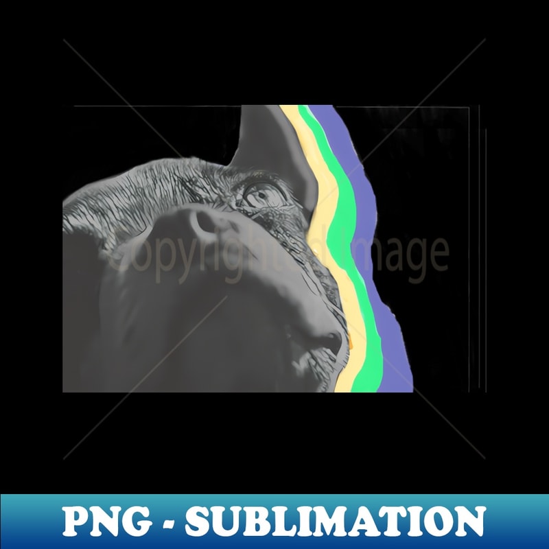 VU-20231104-7740_Echo Boston Terrier 7014.jpg