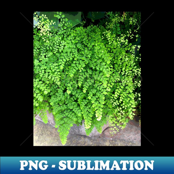 YX-20231106-7297_Green Maidenhair Fern For Gardeners Nature Lovers 5688.jpg