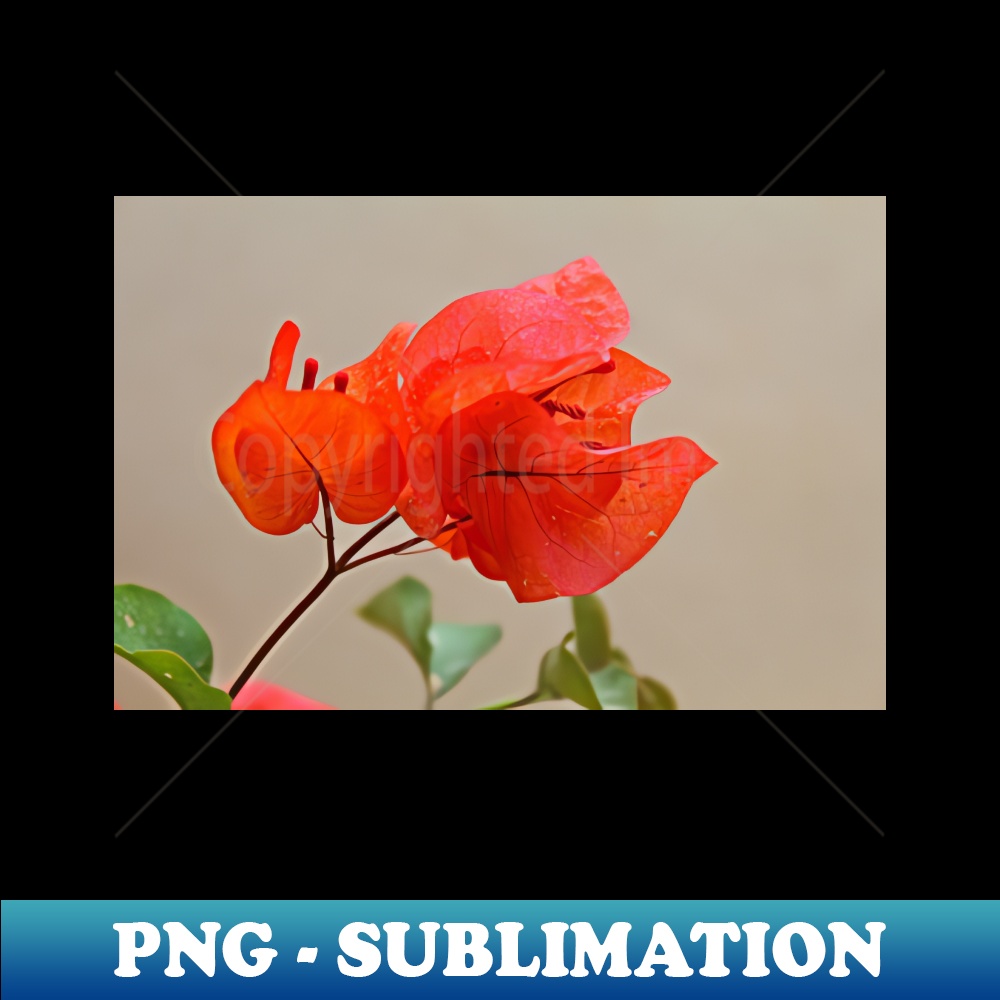 BC-20231107-6557_Rosy rose 3080.jpg