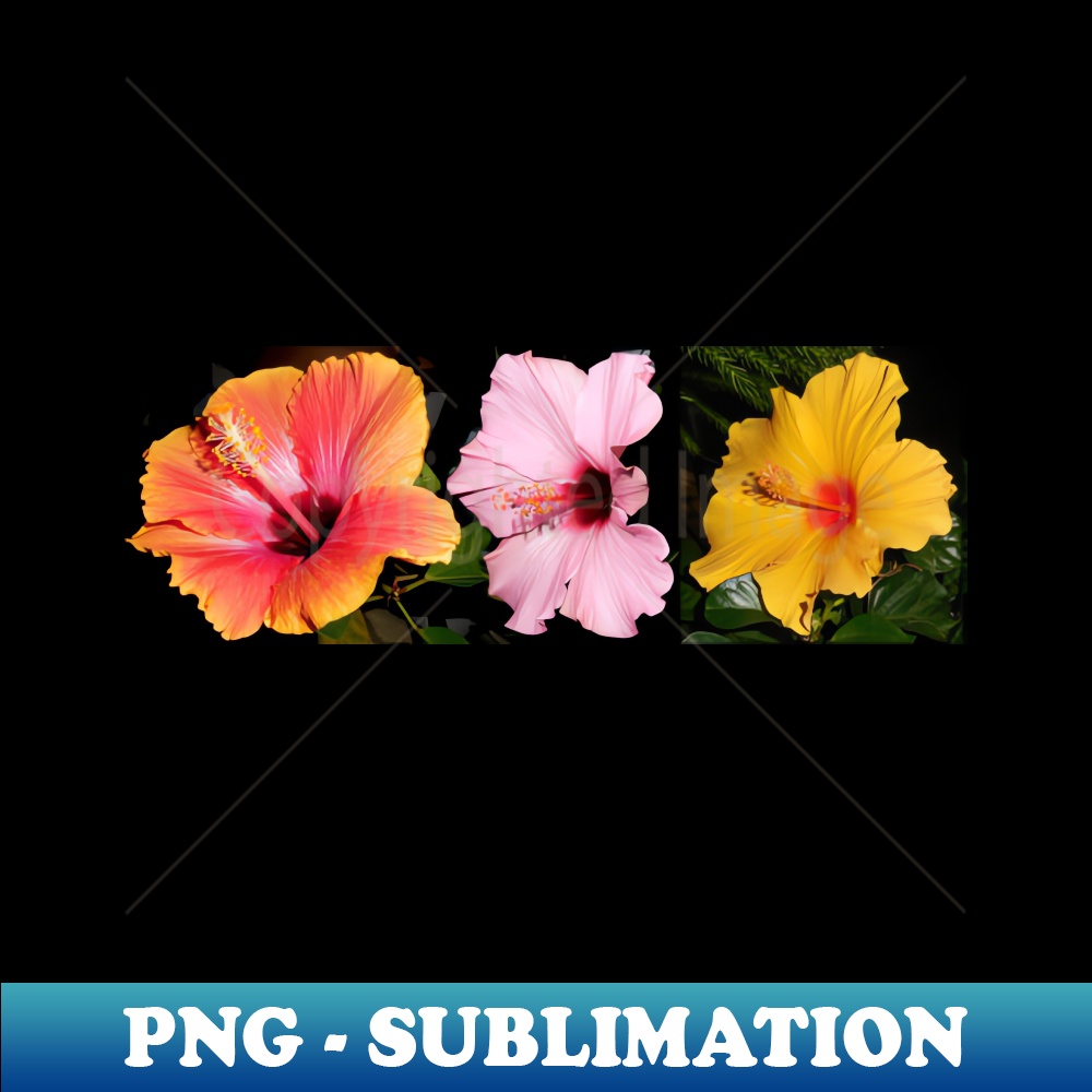 ZZ-20231107-10394_Three Beautiful Hibiscus Flowers 6768.jpg