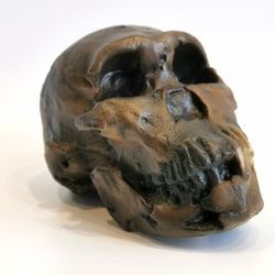 homo naledi neo skull replica les 1, full-size 3d printed hominid skull without jaw, museum quality anthropology model,